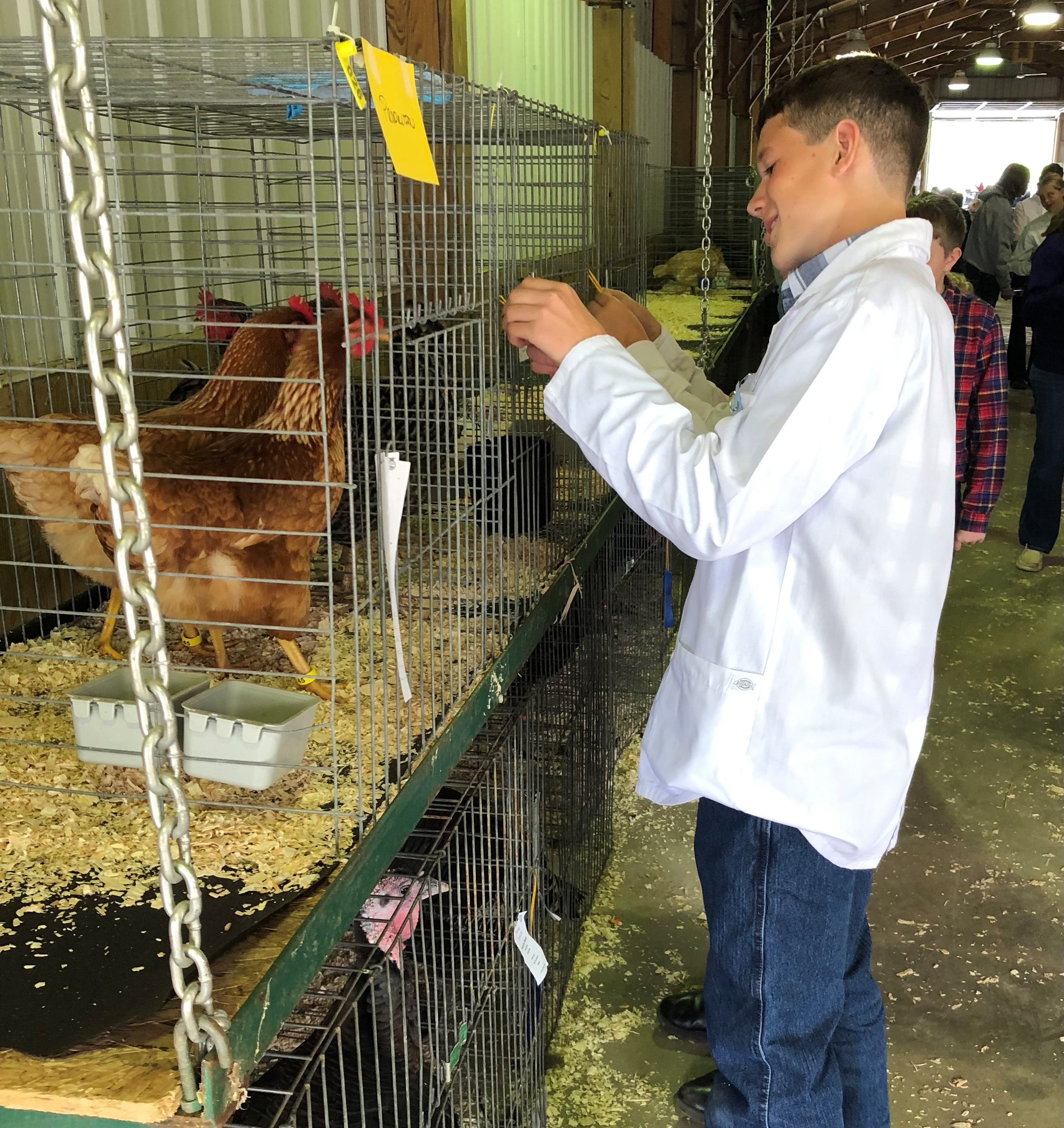 Poultry Showman